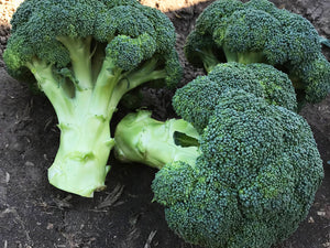 Royal Jewel Hybrid Broccoli (Prices From)