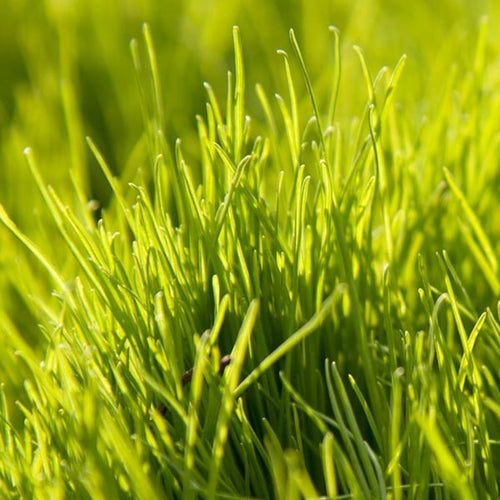 Rye Grass: Annual 25kg