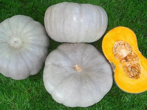 Sampson Grey Pumpkin Seeds (Prices From)