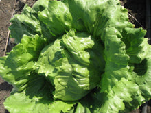 Silvana Iceberg Lettuce Seeds (Prices From)