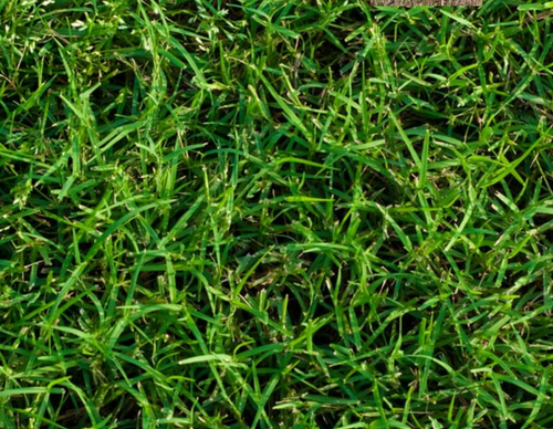 Bermuda Grass /Couch Grass - Cynodon Dactylon (Prices From)