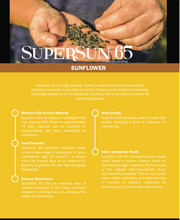 Sunflower (Hybrids) Supersun66 (±15kg) 240 000 seeds