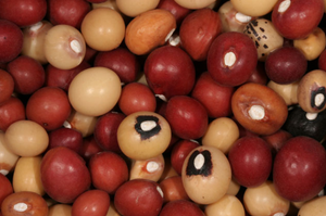 Jugo Bean Seeds 25kg