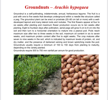 Groundnut seeds 25kg