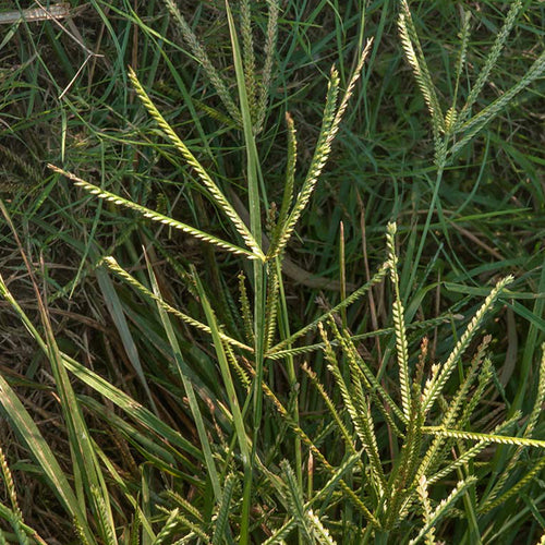 Smutsfinger grass - Irene (Coated) 20kg