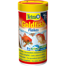 Tetra Goldfish (Prices from)