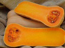 Titan Butternut Squash Seeds (Prices From)