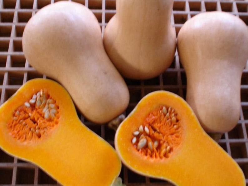 Veenas Butternut Squash Seeds (Prices From)