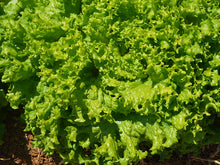 Vera Green Frilly Lettuce Seeds 100g