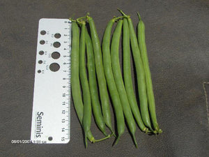 Valentino Bush Bean Seeds (Prices From)