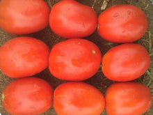 ZARA* F1 Hybrid Tomato Determinate Saladette Seeds (Prices From)