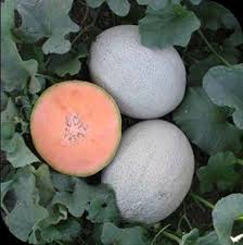 Adore Eastern Shipper Melon Seeds (Prices From)