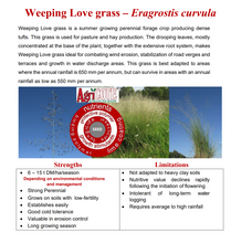 Oulandsgras/Lovegrass - Eragrostis curvula (Ermelo) - Coated 25kg