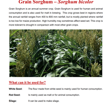 Grain Sorghum (Open Polinated) 25kg