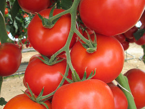 Jasmine Indeterminate - Salad Tomato Seeds (Prices From)