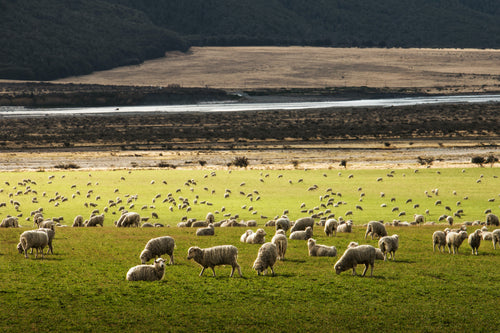 Sheep Pasture Blend  10kg