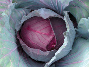 Red Jewel Red Cabbage Seeds (Prices From)
