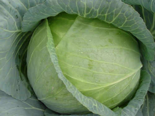 Superslam White Round - Medium Cabbage Seeds (Prices From)