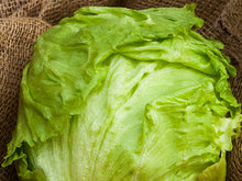Supreme Plus Iceberg Lettuce Seeds (Prices From)