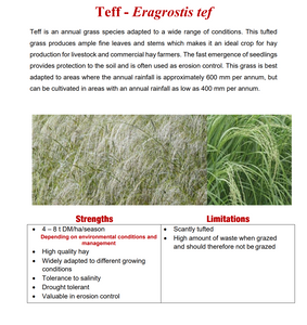 Teffgrass (Eragrostis tef) - SA Brown 25kg